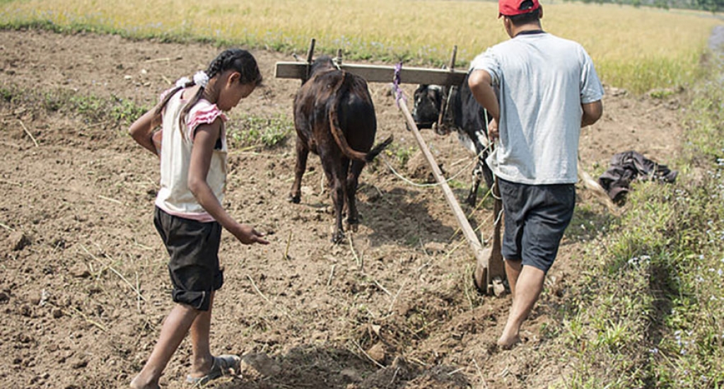 Food and Agriculture Organization (FAO) | UN Nepal Information Platform